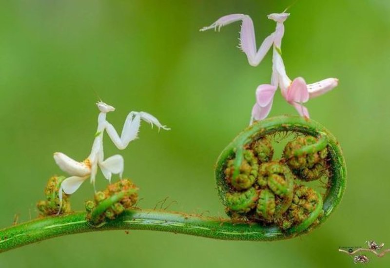 Mơ thấy bọ ngựa mang nhiều ý nghĩa
