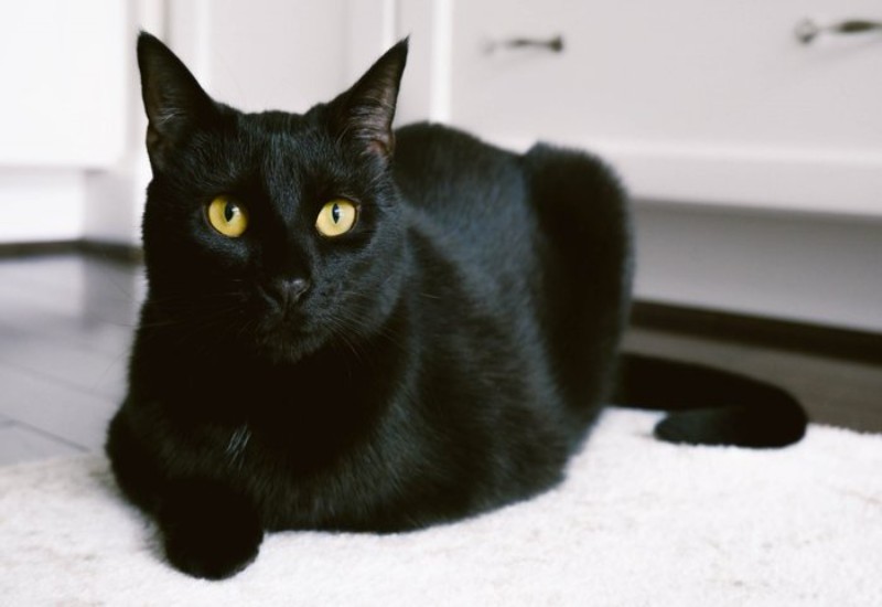 Mèo đen vào nhà và đẻ con cho thấy điềm báo tốt lành